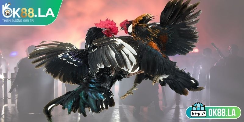 Đá Gà 4k OK88 - Trải Nghiệm Hấp Dẫn Minh Bạch Với Tỷ Lệ Cao 3 Nguyên tắc đặt cược minh bạch, bảng kèo công khai