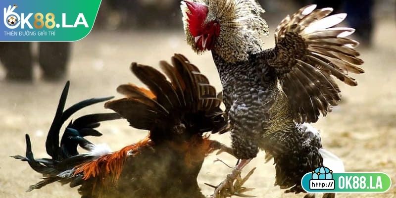 Đá Gà 4k OK88 - Trải Nghiệm Hấp Dẫn Minh Bạch Với Tỷ Lệ Cao 2 Quy định đăng ký và xác nhận trước thi đấu