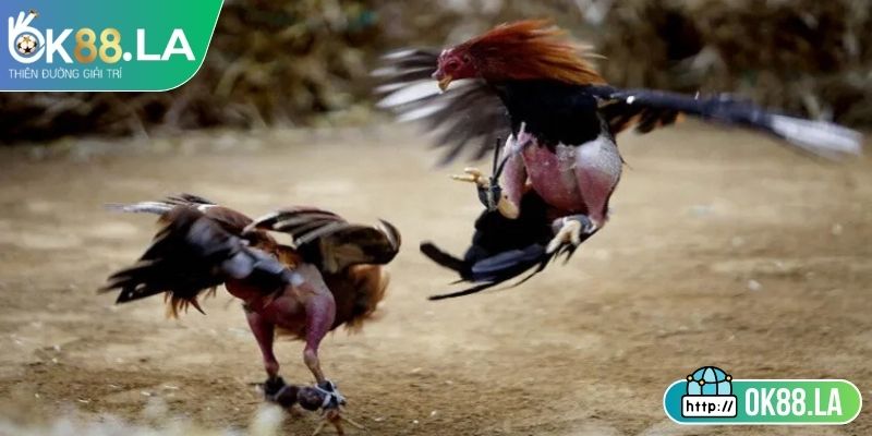 Đá Gà 4k OK88 - Trải Nghiệm Hấp Dẫn Minh Bạch Với Tỷ Lệ Cao 1 Tìm hiểu sơ bộ về đá gà 4k OK88