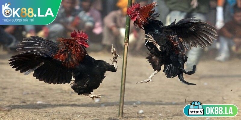 Giới thiệu sơ lược về đá gà cựa dao OK88