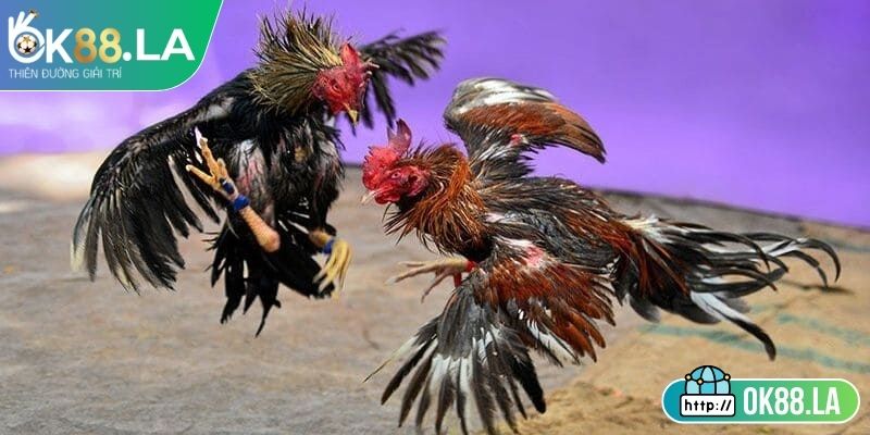 Tiêu chuẩn hạng cân của gà chọi thi đấu