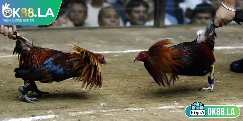 Cách lựa chọn chiến kê và kiểm tra thông tin