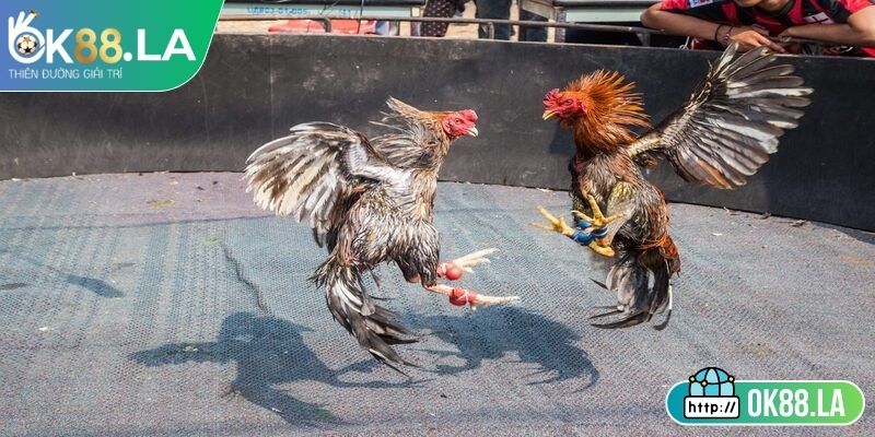 Khái quát sơ lược về đá gà cựa sắt OK88