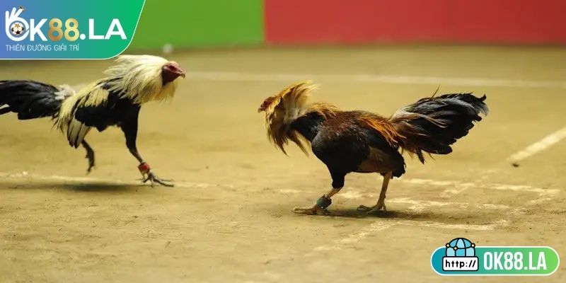 Cách phân định thắng thua công bằng và minh bạch