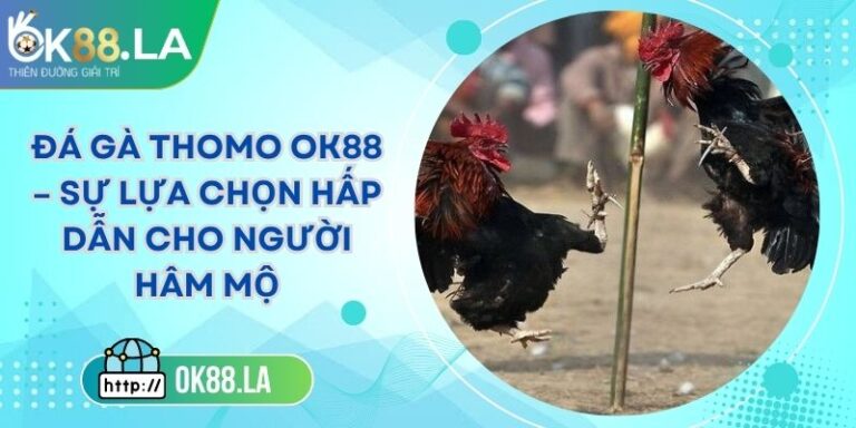 Đá Gà Thomo OK88 – Sự Lựa Chọn Hấp Dẫn Cho Người Hâm Mộ