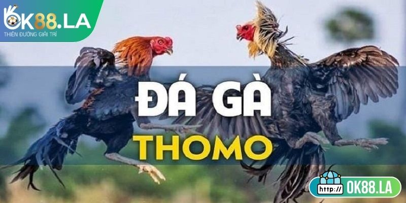 Khám phá sơ lược về đá gà thomo OK88