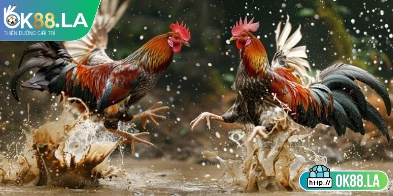 Nguyên tắc quyết định thắng thua rõ ràng 