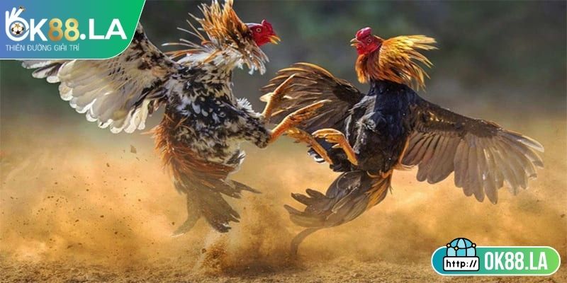 Tiêu chuẩn hạng cân và giống gà thi đấu