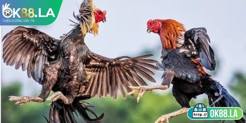 Đá Gà Tre OK88 Kịch Tính Minh Bạch Với Luật Rõ Ràng 2 Phương pháp chọn gà đá công bằng trận đấu
