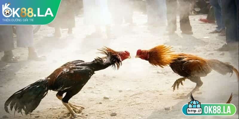 Đá Gà Tre OK88 Kịch Tính Minh Bạch Với Luật Rõ Ràng 1 Thông tin sơ lược về đá gà OK88
