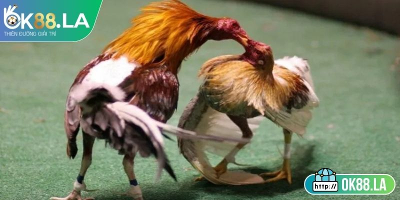 Đá Gà Tre OK88 Kịch Tính Minh Bạch Với Luật Rõ Ràng 3 Cách thức phân định thắng thua minh bạch