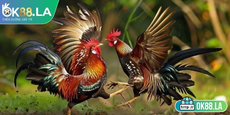 Đá Gà Trực Tiếp OK88 – Sân Chơi Hấp Dẫn Cho Người Cá Cược 3 Cơ chế thưởng phạt rõ ràng trong trận đấu