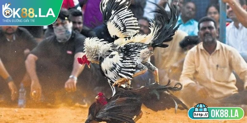 Đá Gà Trực Tiếp OK88 – Sân Chơi Hấp Dẫn Cho Người Cá Cược 1 Đôi nét sơ lược về đá gà trực tiếp OK88
