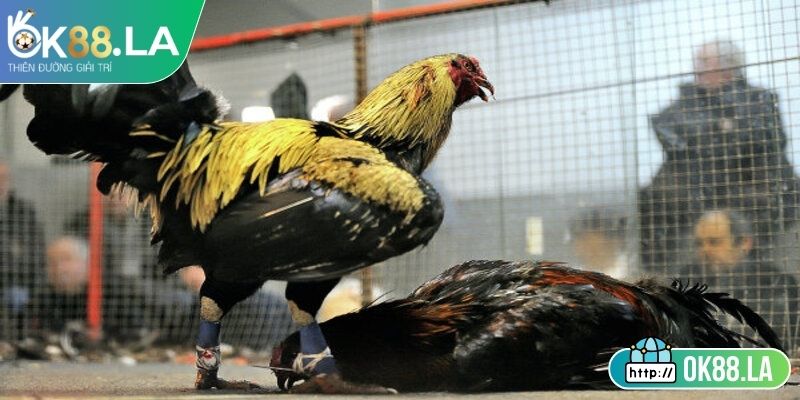 Đá Gà Trực Tiếp OK88 – Sân Chơi Hấp Dẫn Cho Người Cá Cược 2 Nguyên tắc áp dụng trong thi đấu đá gà